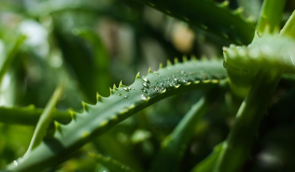 foglie di aloe vera molli