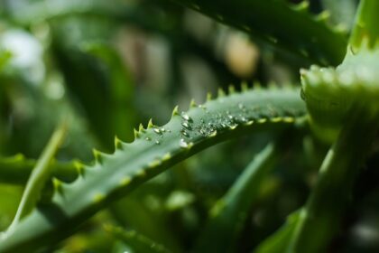 foglie di aloe vera molli